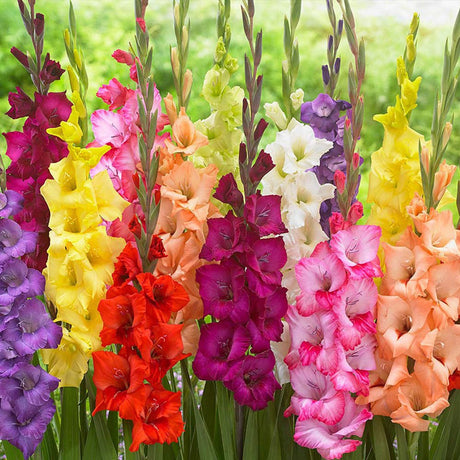 Bulbi de Gladiole Amestec de fluturii cu flori mari, mix de culori, 1 pachet - VERDENA-livrat in punga de 1 bulb