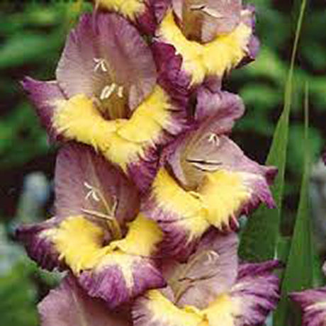 Bulbi de Gladiole Dynamite cu flori mari, mov cu mijloc galben, 1 bulb - VERDENA-livrat in punga de 1 bulb