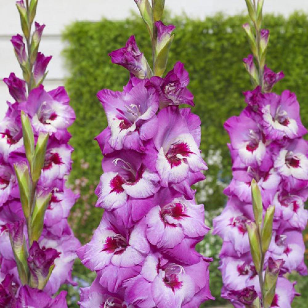 Bulbi de Gladiole Elvive cu flori mari, lila-violet cu nuante de alb si visiniu, 1 buc - VERDENA-livrat in punga de 1 bulb