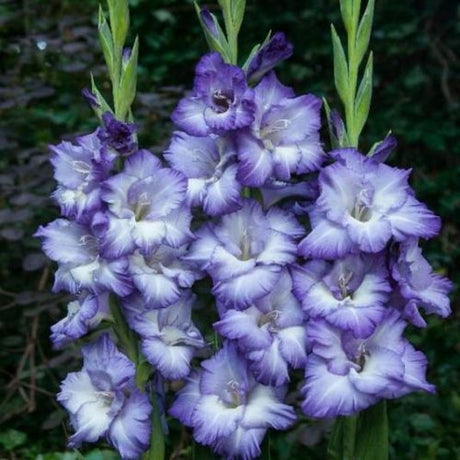 Bulbi de Gladiole Triton cu flori mari, marginea albastra-inchis, centru albastru-deschis, 1 bulb - VERDENA-livrat in punga de 1 bulb
