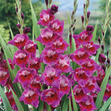 Bulbi de Gladiole Velvet Eyes cu flori mari, catifea, 1 bulb - VERDENA-livrat in punga de 1 bulb