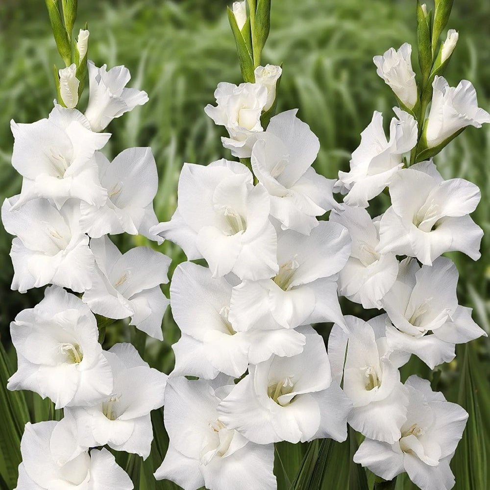 Black Friday - Reduceri Bulbi de Gladiole White Prosperity cu flori mari, alb Promotie