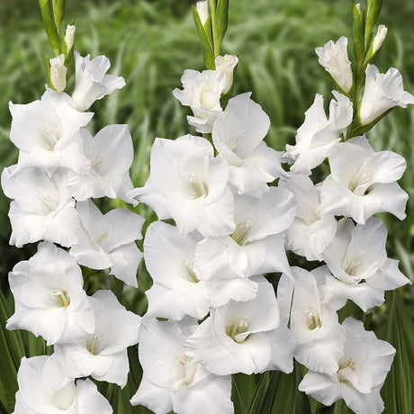 Bulbi de Gladiole White Prosperity cu flori mari, alb, 1 bulb - VERDENA-livrat in punga de 1 bulb