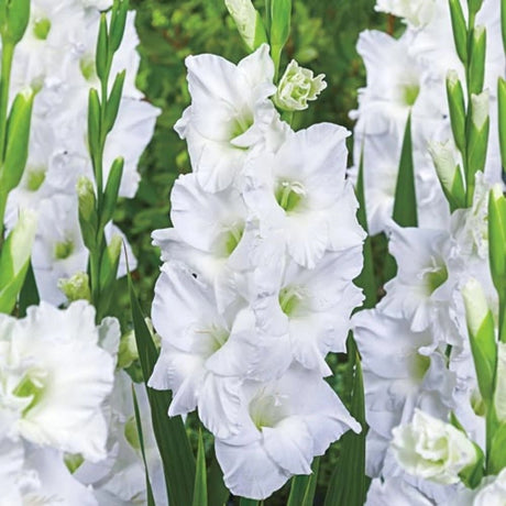 Bulbi de Gladiole White Prosperity cu flori mari, alb, 1 bulb - VERDENA-livrat in punga de 1 bulb