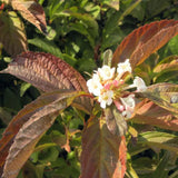 Bulgare de Zapada Charles Lamont (Calinul), cu flori roz-deschis - VERDENA-60-80 cm inaltime, livrat in ghiveci de 4 l