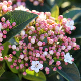 Bulgare de Zapada Copac Tinus (Calinul), cu flori roz-albe si parfum placut - VERDENA-95-100 cm inaltime, livrat in ghiveci de 4.5 l