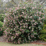 Bulgare de Zapada Copac Tinus (Calinul), cu flori roz-albe si parfum placut - VERDENA-95-100 cm inaltime, livrat in ghiveci de 4.5 l
