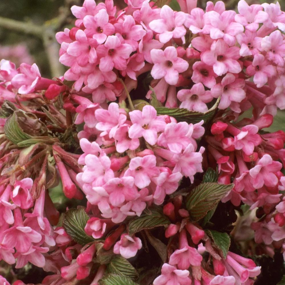 Bulgare de Zapada Dawn (Calinul de Iarna), cu flori roz parfumate - VERDENA-60-80 cm inaltime, livrat in ghiveci de 4 l