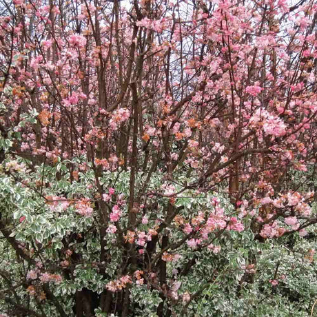 Bulgare de Zapada Dawn (Calinul de Iarna), cu flori roz parfumate - VERDENA-60-80 cm inaltime, livrat in ghiveci de 4 l