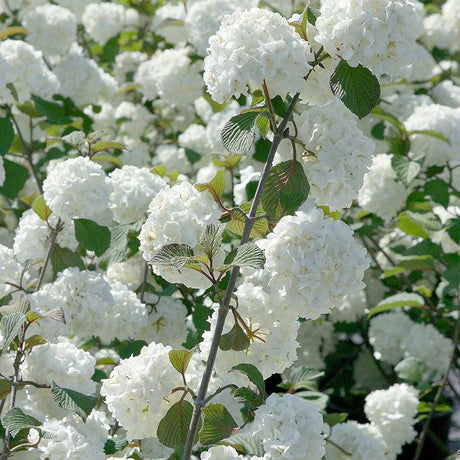 Bulgare de Zapada Grandiflorum (Calinul), cu flori albe sferice parfumate - VERDENA-60-80 cm inaltime, livrat in ghiveci de 7.5 l