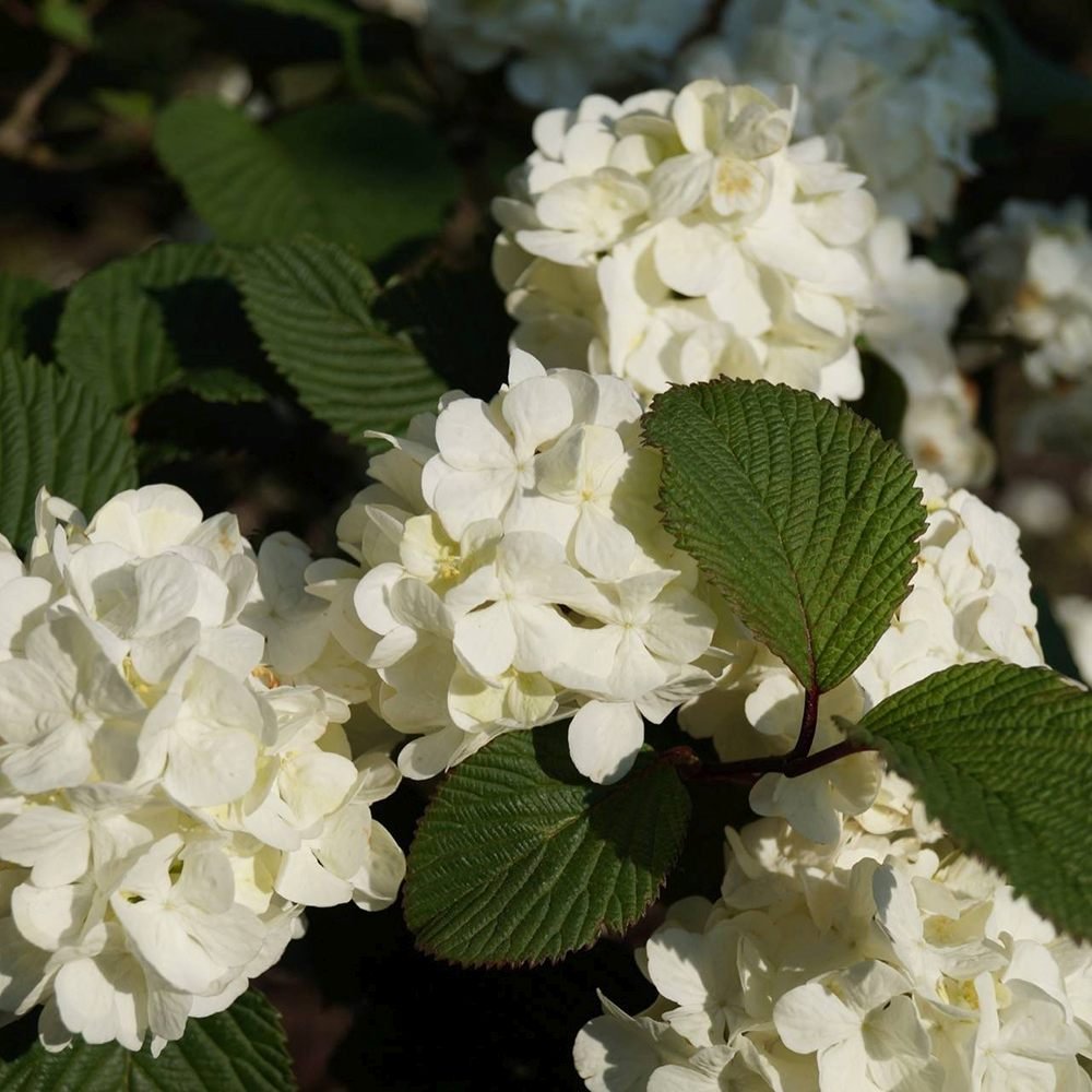 Bulgare de Zapada Grandiflorum (Calinul), cu flori albe sferice parfumate - VERDENA-60-80 cm inaltime, livrat in ghiveci de 7.5 l