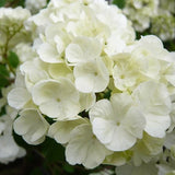 Bulgare de Zapada Popcorn (Calinul),cu flori mari albe sferice - VERDENA-50-60 cm inaltime, livrat in ghiveci de 7.5 l