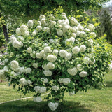 Bulgare de Zapada Roseum (Calinul), cu flori albe sferice - VERDENA-60-80 cm inaltime, livrat in ghiveci de 4 l