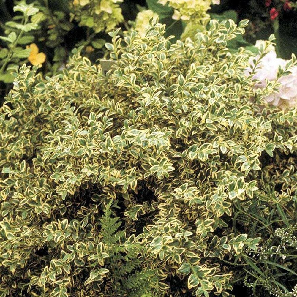 Buxus Sempervirens (Cimisir)  Elegance, 30-35 cm inaltime, in ghiveci de 4L