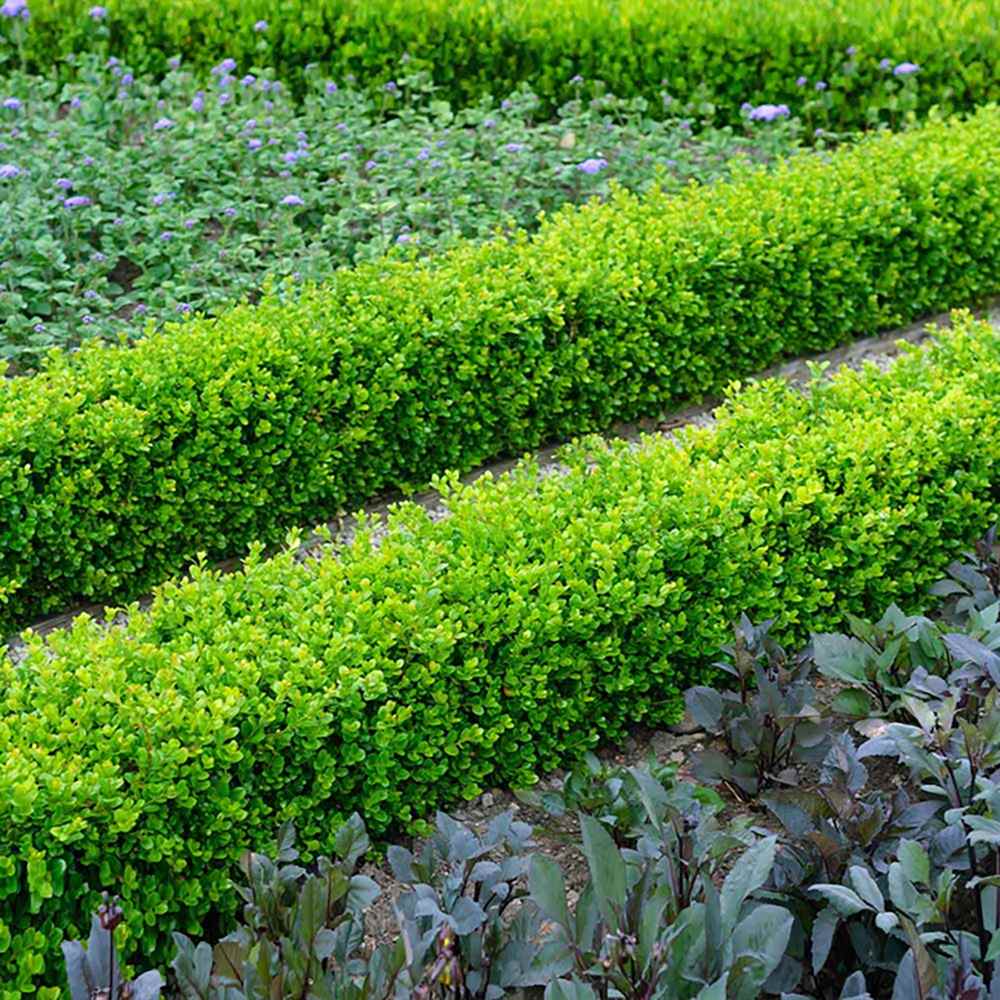 Buxus Sempervirens (Cimisir), gard viu mic vesnic verde - VERDENA-15-25 cm inaltime, livrat in ghiveci de 0.7 l