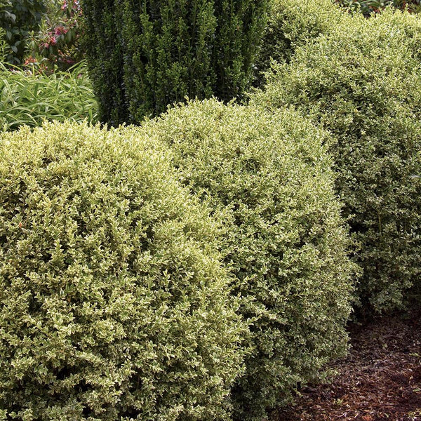 Buxus Sempervirens (Cimisir) Variegata, 40/+ cm inaltime, in ghiveci de 15L