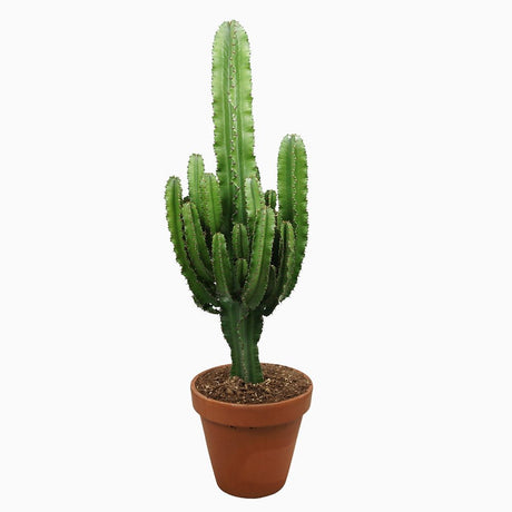 Cactus Candelabru 110 cm - VERDENA-110 cm inaltime, livrat in ghiveci de 9 l
