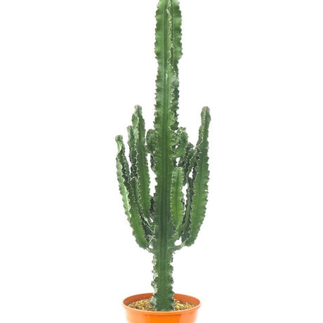 Cactus Candelabru - 150 cm - VERDENA-150 cm inaltime, livrat in ghiveci de 13 l