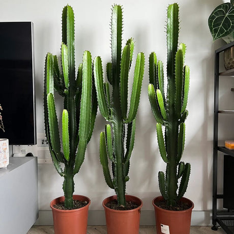 Cactus Candelabru - 150 cm - VERDENA-150 cm inaltime, livrat in ghiveci de 13 l