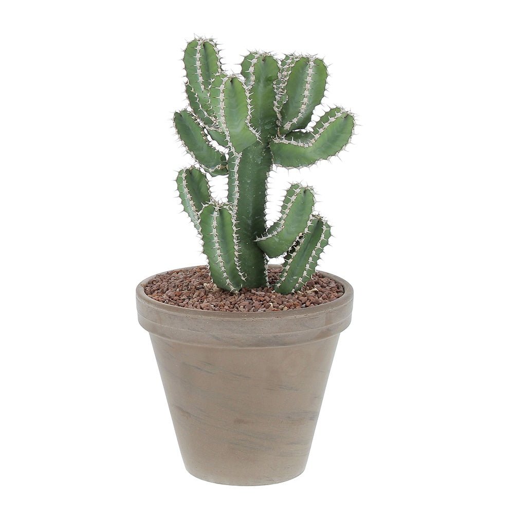 Cactus Candelabru - 30 cm - VERDENA-30 cm inaltime, livrat in ghiveci de 3 l