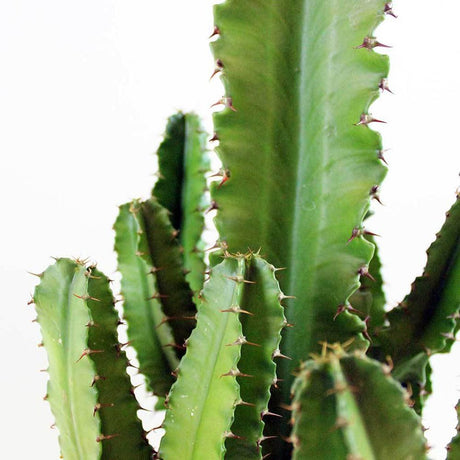 Cactus Candelabru, 90 cm la livrare, in ghiveci Ø 19 cm
