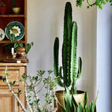 Cactus Candelabru - 70-90 cm - VERDENA-70-90 cm la livrare in ghiveci Ø19 cm