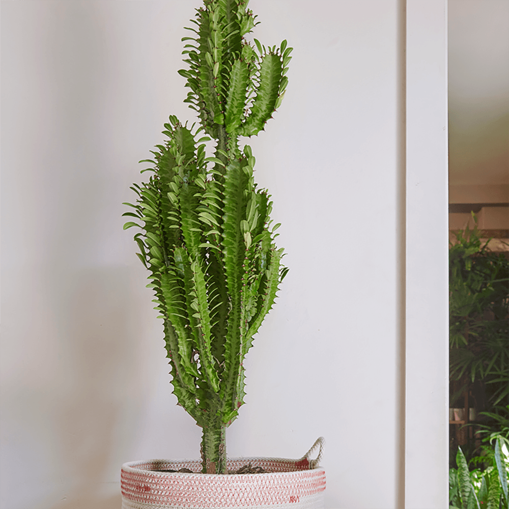 Cactus Candelabru, 90 cm la livrare, in ghiveci Ø 19 cm