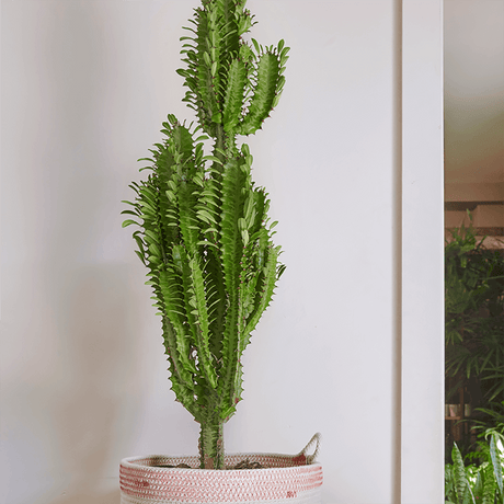 Cactus Candelabru - 70 cm