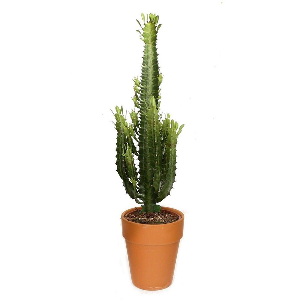 Cactus Candelabru Trigona - 100 cm - VERDENA-100 cm inaltime, livrat in ghiveci de 3 l