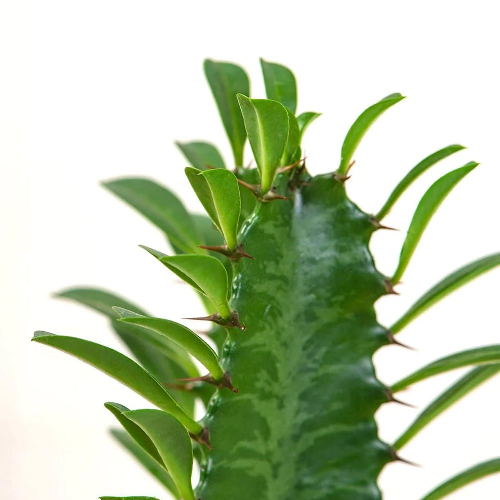 Cactus Candelabru Trigona - 70 cm - VERDENA-70 cm inaltime, livrat in ghiveci de 3 l