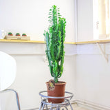 Cactus Candelabru Trigona - 70 cm - VERDENA-70 cm inaltime, livrat in ghiveci de 3 l