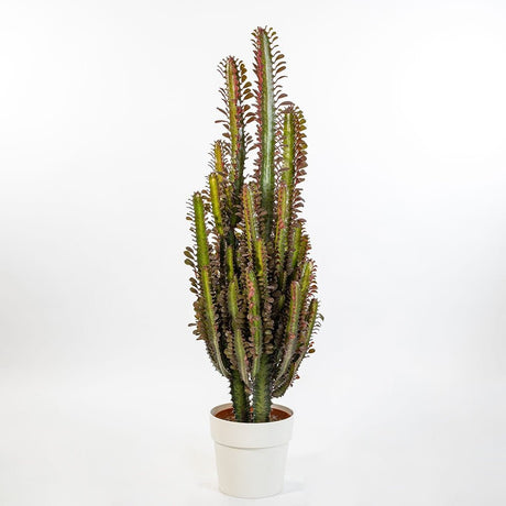 Cactus Candelabru Trigona Rubra - 70 cm - VERDENA-70 cm inaltime, livrat in ghiveci de 3.5 l