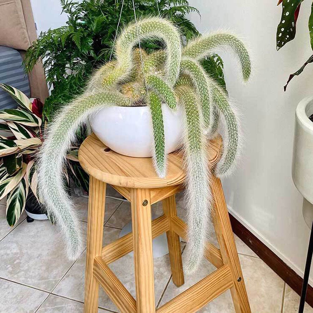 Cactus Coada de Maimuta (Hildewintera) - 25 cm - VERDENA-25 cm inaltime, livrat in ghiveci de 1.5 l