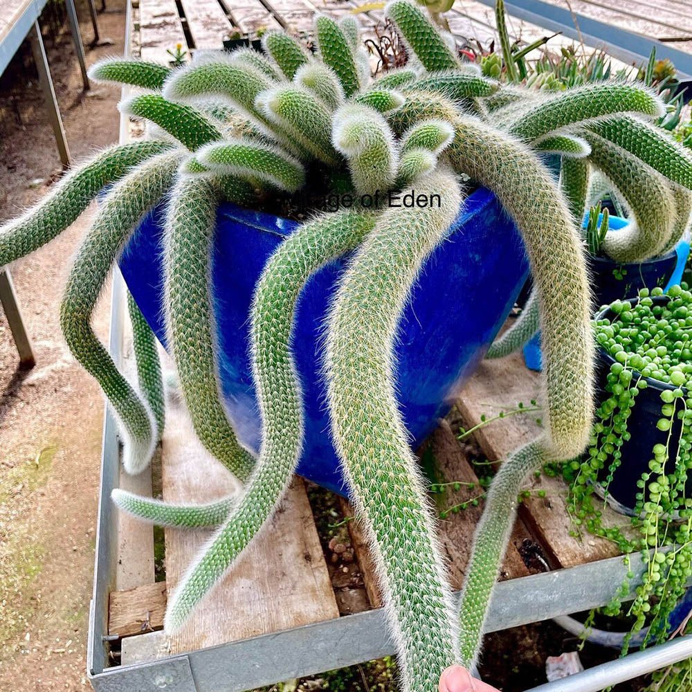 Cactus Coada de Maimuta (Hildewintera) - 25 cm - VERDENA-25 cm inaltime, livrat in ghiveci de 1.5 l