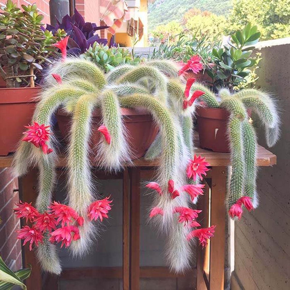 Cactus Coada de Maimuta (Hildewintera) - 25 cm - VERDENA-25 cm inaltime, livrat in ghiveci de 1.5 l