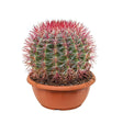 Black Friday - Reduceri Cactus (Ferocactus Stainesii) - 35 cm Promotie