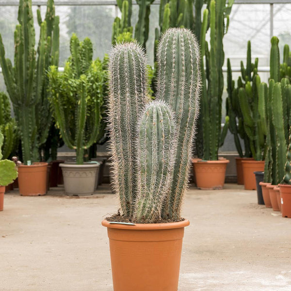 Cactus gigant Mexican - 100 cm, livrat in ghiveci cu diametru de 30cm si 29cm inaltime