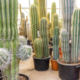 Cactus gigantic Echinopsis - 110 cm, livrat in ghiveci cu diametru de 30cm si 29cm inaltime
