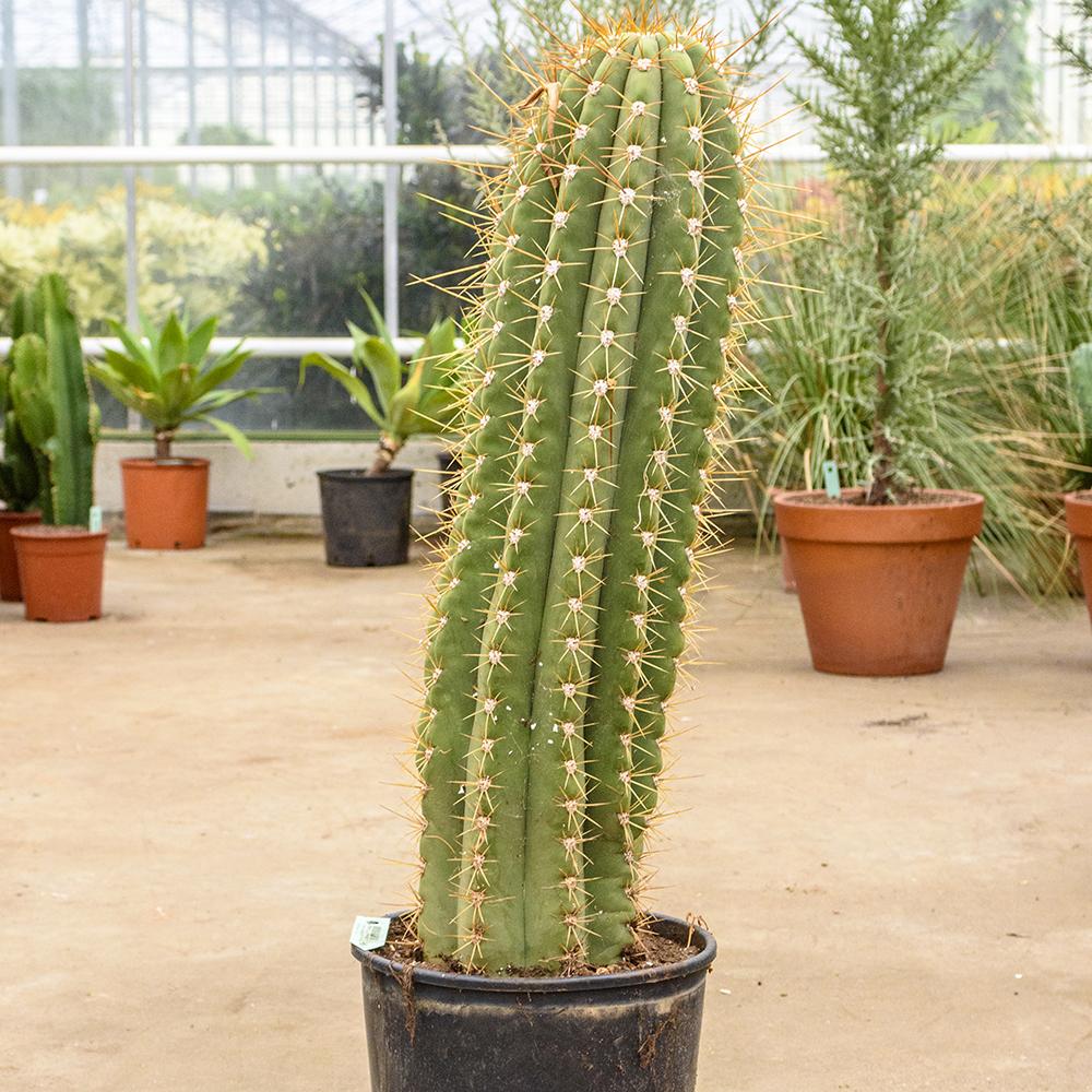 Cactus gigantic Echinopsis - 110 cm, livrat in ghiveci cu diametru de 30cm si 29cm inaltime