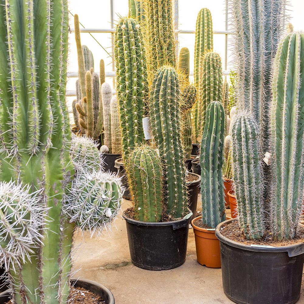 Cactus gigantic Echinopsis - 140 cm, livrat in ghiveci cu diametru de 50cm si 35cm inaltime
