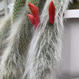 Cactus Hildewintera Hang - 25 cm - VERDENA-25 cm inaltime in ghiveci de 1.5 L
