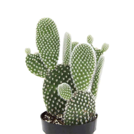 Cactus Opuntia Albispina - VERDENA-15 cm inaltime livrat in ghiveci cu Ø de 12 cm