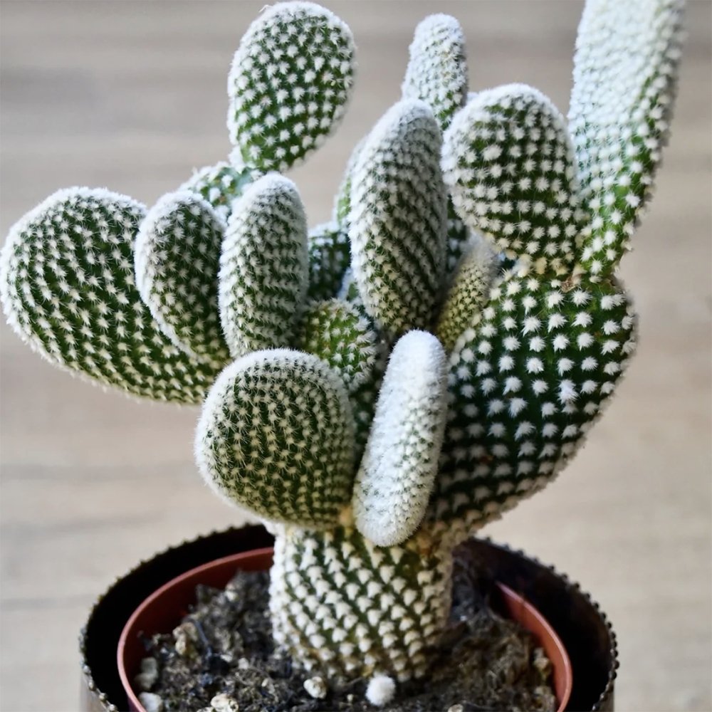 Cactus Opuntia Albispina - VERDENA-15 cm inaltime livrat in ghiveci cu Ø de 12 cm