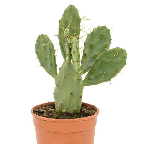 Cactus Opuntia Overig, 40/+ cm inaltime, in ghiveci de 3L