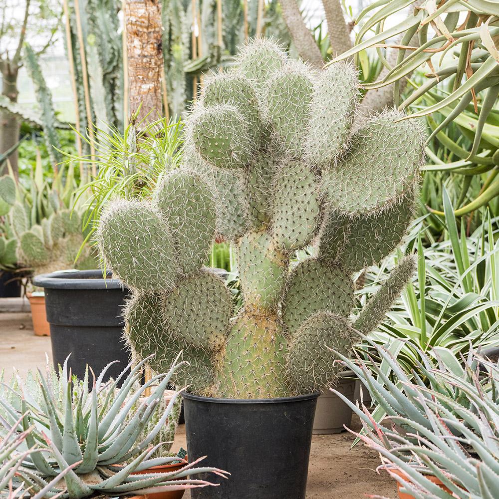 Cactus Pailana - 70 cm, livrat in ghiveci cu diametru de  cm si inaltime de  cm