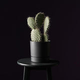 Cactus Pailana - 70 cm, livrat in ghiveci cu diametru de  cm si inaltime de  cm