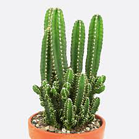 Cactus Peruvianus Florida - 15 cm - VERDENA-15 cm inaltime in ghiveci de 1.2 l