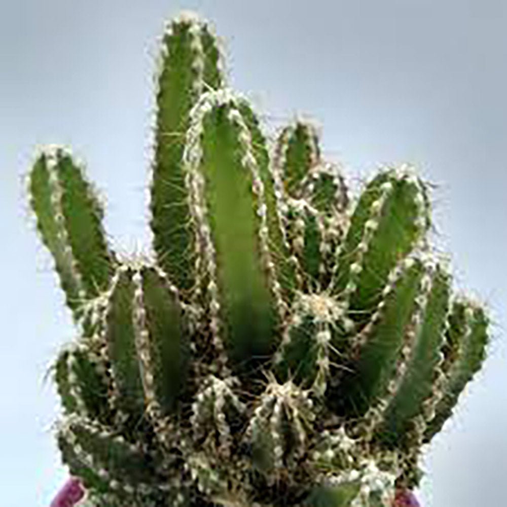 Cactus Peruvianus Florida - 15 cm - VERDENA-15 cm inaltime in ghiveci de 1.2 l