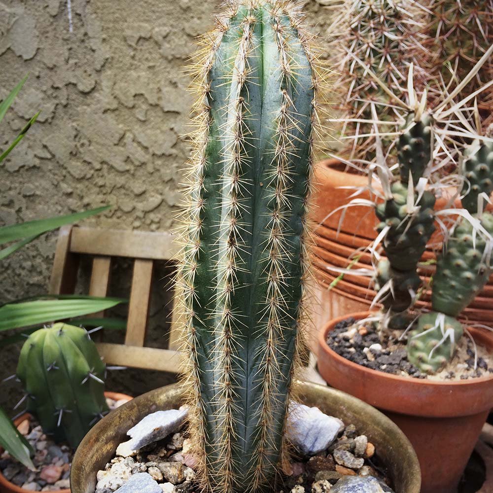 Cactus Pilosocereus Blue Torch - 45 cm - VERDENA-45 cm inaltime livrat in ghiveci cu Ø de 17 cm