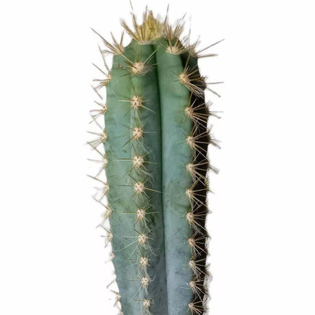 Cactus Pilosocereus Blue Torch - 45 cm - VERDENA-45 cm inaltime livrat in ghiveci cu Ø de 17 cm